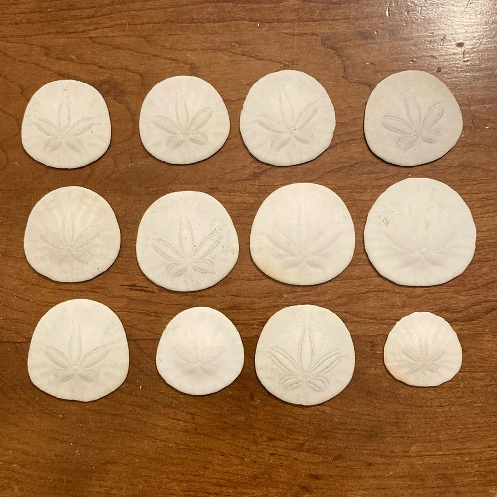 12 Real sand dollars - Picture 5 of 8